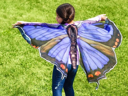 ailes-de-jeu-de-papillon