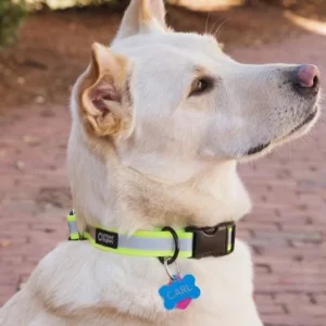 Collier de chien réfléchissant