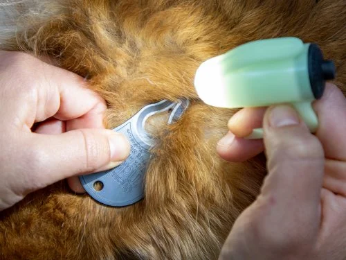 kit-d-outils-de-recherche-et-de-suppression-de-tiques